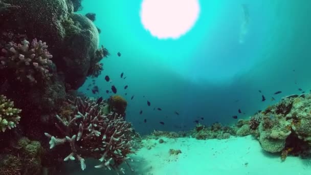 Recifes de corais e peixes tropicais subaquáticos. Bohol, Panglao, Filipinas. — Vídeo de Stock