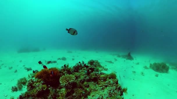 Recifes de corais e peixes tropicais subaquáticos. Bohol, Panglao, Filipinas. — Vídeo de Stock