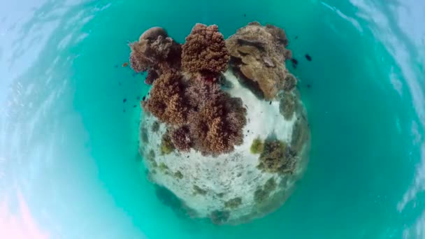 Barriera corallina con pesci sott'acqua. Bohol, Filippine. — Video Stock
