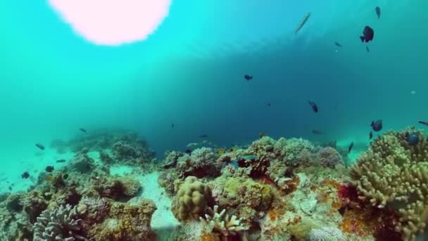 Recifes de coral e peixes tropicais. Panglao, Filipinas. — Vídeo de Stock