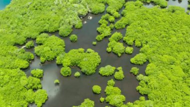 Mangrove ormanının ve nehrin havadan görünüşü.