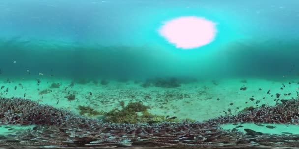 サンゴ礁の水中世界360VR. — ストック動画
