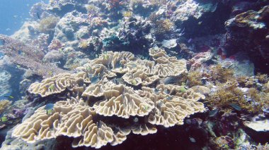 Mercan resiflerinin sualtı dünyası. Leyte, Filipinler.