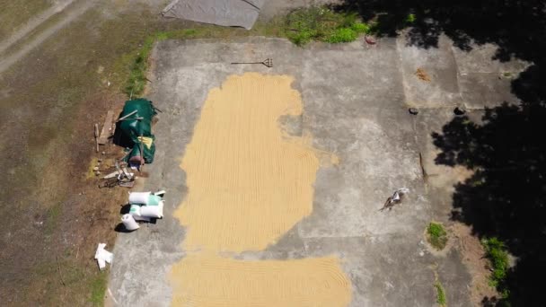 Secagem de arroz ao ar livre — Vídeo de Stock
