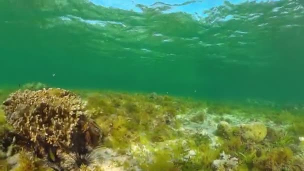 Podmořský svět korálového útesu. Panglao, Filipíny. — Stock video