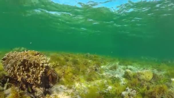 El mundo submarino de un arrecife de coral. Panglao, Filipinas. — Vídeo de stock