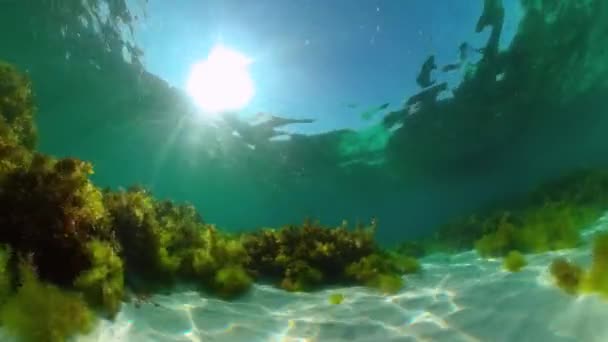 Die Unterwasserwelt eines Korallenriffs. Panglao, Philippinen. — Stockvideo