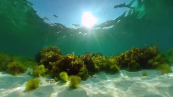 Recifes de coral e peixes tropicais. Panglao, Filipinas. — Vídeo de Stock