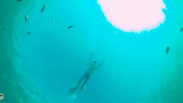 El mundo submarino de un arrecife de coral. Panglao, Filipinas. — Vídeo de stock