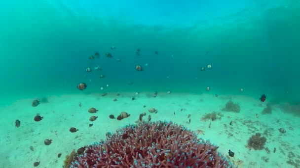Arrecife de coral y peces tropicales bajo el agua. Panglao, Filipinas. — Vídeo de stock
