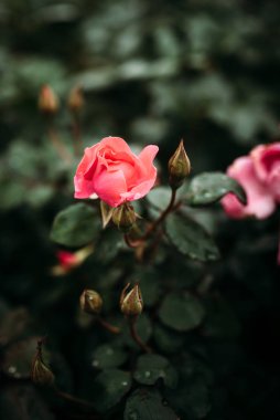 Su damlaları ve sığ Alan Derinliği ile bahçede büyüyen koyu yeşil yaprakları ile closeup pembe gül Fotoğraf.