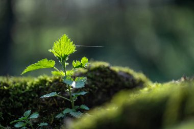 Bahar Ormanı 'nda yakın çekim filizi fotoğrafı.