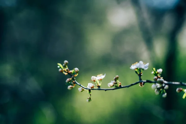 Fotografia z bliska kwitnące drzewo w lesie lub parku. Piękne tło natury — Zdjęcie stockowe