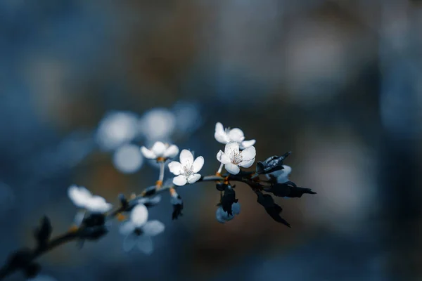 Foto de árvore florescente closeup na floresta ou parque. Bela natureza fundo — Fotografia de Stock