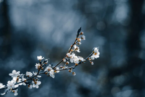 Fotografia z bliska kwitnące drzewo w lesie lub parku. Piękne tło natury — Zdjęcie stockowe