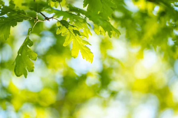 Foto de close-up de folhas na floresta sob o sol, capturado pela primavera ou início do verão. Conceito de ecologia e tranquilidade . — Fotografia de Stock