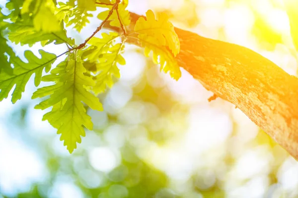 Photo rapprochée de feuilles dans la forêt sous le soleil, capturées au printemps ou au début de l'été. Concept d'écologie et de tranquillité . — Photo