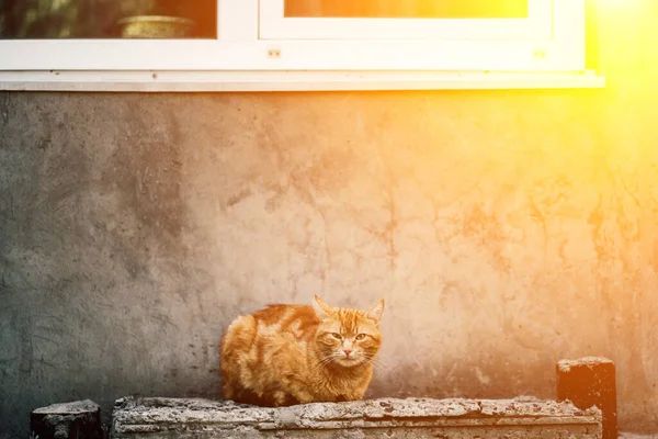 Foto de jengibre rojo gato sentado en frente de la vieja pared gris . — Foto de Stock