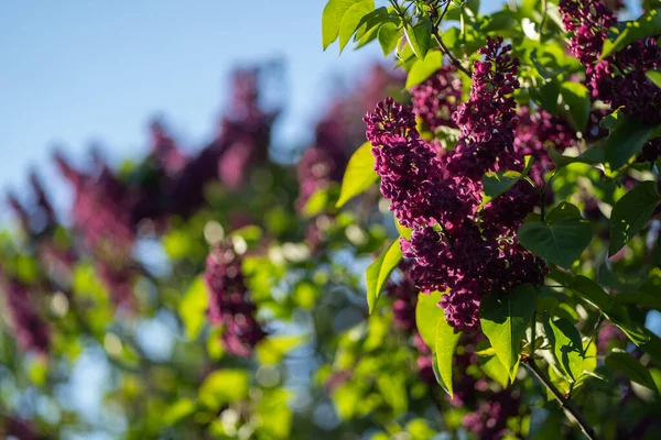 Closeup photo of bush of lilac or syringa under blue sky captured sprint or early summer. — Stock Photo, Image