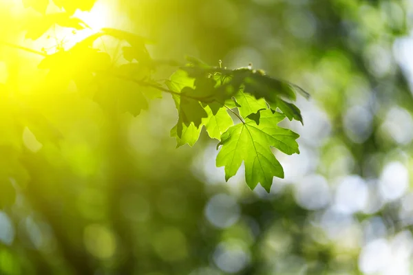 Foto in primo piano delle foglie nella foresta sotto il sole, catturate in primavera o all'inizio dell'estate. Ecologia e tranquillità concetto . — Foto Stock