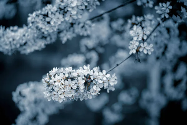 Foto di primo piano tonica albero in fiore nella foresta o parco. Bellissimo sfondo naturale — Foto Stock