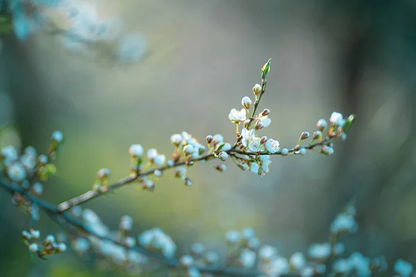 Photo of closeup blossoming tree in forest or park. Beautiful nature background — Stock Photo, Image