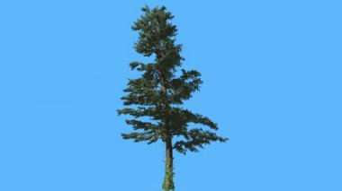 Mavi ekran iğne yapraklı yaprak dökmeyen ağaç üzerinde ince beyaz köknar Swaying Rüzgar Needle-Like yaprakları üzerinde ağaç Abies Concolor rüzgarlı bilgisayar animasyon at olduğunu