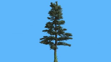 White Fir ince gövde ve dallar iğne yapraklı yaprak dökmeyen ağaç olduğunu Swaying mavi ekran Needle-Like yaprakları üzerinde ağaç Abies Concolor rüzgarlı Rüzgar yönü