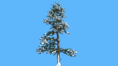 White Fir ince ağaç kar dalları iğne yapraklı yaprak dökmeyen ağaç üzerinde Swaying mavi ekran Needle-Like yaprakları üzerinde ağaç Abies Concolor rüzgarlı Rüzgar yönü olduğunu