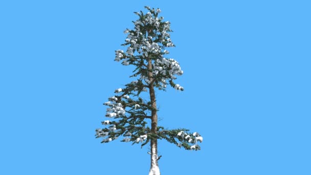 White Fir Thin Tree Snow on Branches Coniferous Evergreen Tree is Swaying at the Wind on Blue Screen Needle-Like Leaves on the Tree Abies Concolor Windy — Stock Video