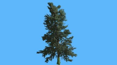 Mavi ekran ince iğne yapraklı yaprak dökmeyen ağaç üzerinde beyaz köknar Swaying Rüzgar Needle-Like yaprakları üzerinde ağaç Abies Concolor rüzgarlı bilgisayar animasyon at olduğunu
