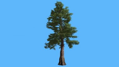 Swaying Rüzgar Scale-Like yaprakları üzerinde ağaç Abies Concolor rüzgarlı gün animasyon, Batı kırmızı sedir mavi ekran iğne yapraklı yaprak dökmeyen ağaç üzerinde olduğunu