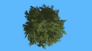 Swaying Rüzgar Scale-Like yaprakları üzerinde ağaç Abies Concolor rüzgarlı gün animasyon, Batı kırmızı sedir taç üst aşağı iğne yapraklı yaprak dökmeyen ağaç olduğunu