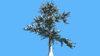White Fir kar dalları iğne yapraklı yaprak dökmeyen ağaç üzerinde Swaying Abies Concolor bilgisayar animasyon üzerinde mavi ekran Needle-Like yaprakları Rüzgar yönü olduğunu