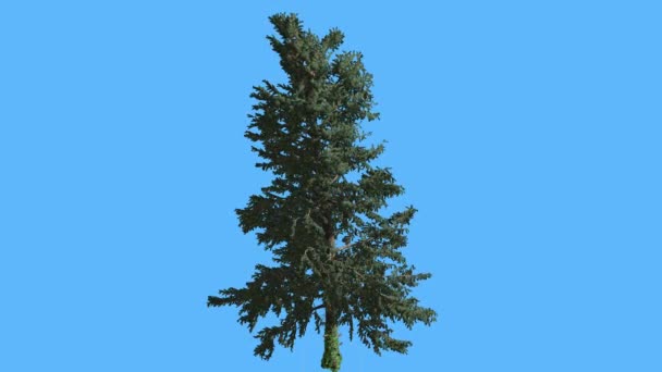 青い画面細い針葉樹常緑木に白いファーがツリー モミ同色風コンピュータ アニメーション風の Needle-Like 葉で揺れる — ストック動画
