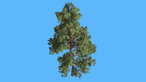 Scots Pine on Blue Screen Thin Trunk and Branches Coniferous Tree is Swaying at the Wind Glaucous Blue-Green Needle-Like Leaves on the Tree Windy Day — Stock Video