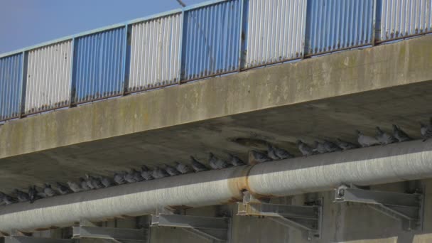 Голуби птахів є сидячи під автомобіль міст сонячний день білий транспортного засобу мікроавтобус рухає Bridge старі бетонні будівлі синій чисте небо на тлі — стокове відео