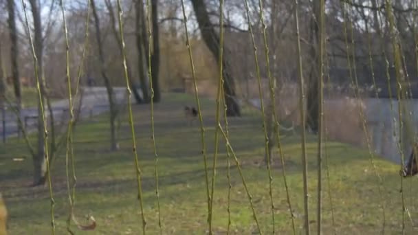 Άνθρωποι με τα πόδια από το πάρκο σοκάκι με σκύλο κοριτσάκι είναι περπάτημα από χόρτο Sunny Wintry ημέρα άνοιξη ή φθινόπωρο γυμνά κλαδιά δέντρων θολή Bachground σε εξωτερικούς χώρους — Αρχείο Βίντεο