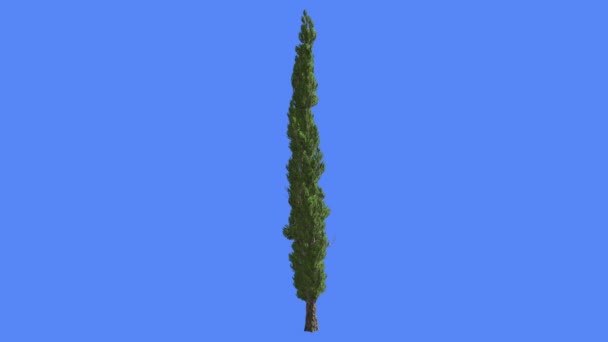 Albero fresco sottile del cipresso italiano L'albero sempreverde conifere estivo ondeggia all'albero delle foglie verde scala del vento nell'animazione del computer di giorno ventoso — Video Stock