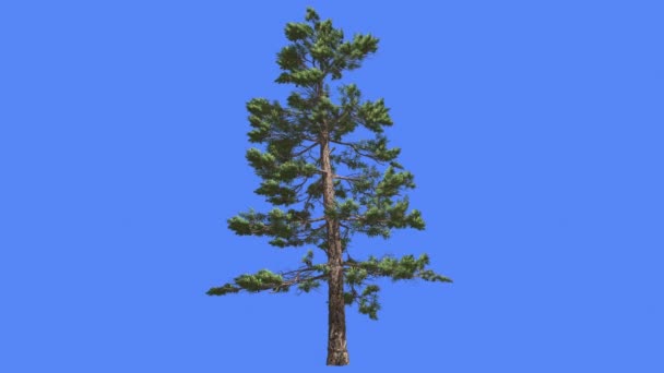 Huangshan Pine Top leunt naar beneden zomer Chinese naaldhout groenblijvende boom is Swaying op de Wind Green Needle-Like laat boom in winderige dag animatie — Stockvideo