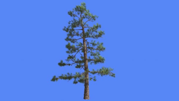 Huangshan Pine Rare Branches on Trunk Summer Chinese Coniferous Evergreen Tree is Swaying at the Wind Green Needle-Like Leaves Tree Windy Day Animation — Stock Video