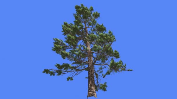 Huangshan Pine Branchy Tree Summer Chinese Coniferous Evergreen Tree is Swaying at the Wind Green Needle-like Leaves Tree in Windy Day Animation par ordinateur — Video