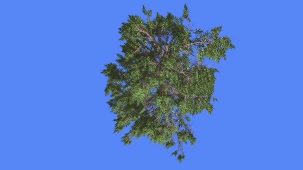 Huangshan Pine verão chinês Evergreen árvore conífera está balançando ao vento verde Needle-Like folhas de árvore em animação de computador dia ventoso — Vídeo de Stock