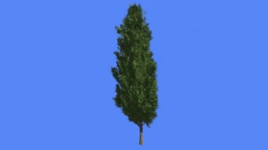 İtalyan Cypress konik Crown yaz iğne yapraklı Evergreen Swaying Rüzgar yeşil Scale-Like yaprakları ince gövde rüzgarlı gün bilgisayar animasyon, ağaçtır