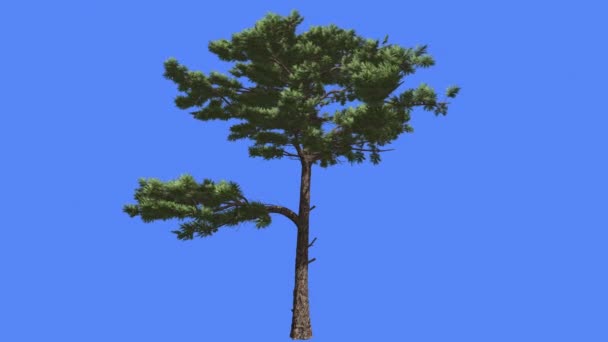 Huangshan Pine kroon op een Top van Trunk zomer Chinese naaldhout groenblijvende boom is Swaying op de Wind Green Needle-Like laat boom winderige dag animatie — Stockvideo