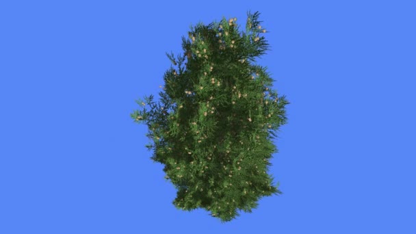 Italienska Cypress Crown Top ner kottar vintergröna barrträd är gungande på vinden Green Scale-Like lämnar trädet i blåsig dag sommaren datoranimation — Stockvideo
