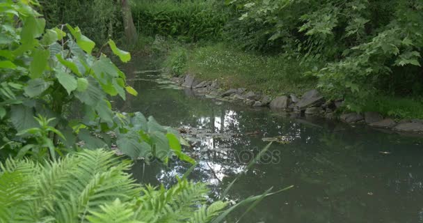 Mallard, Pato Selvagem está flutuando na lagoa no zoológico, Parque, Floresta — Vídeo de Stock