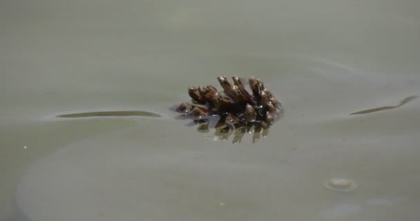 Kiefernzapfen kreisen auf der Wasseroberfläche. Nahaufnahme. — Stockvideo