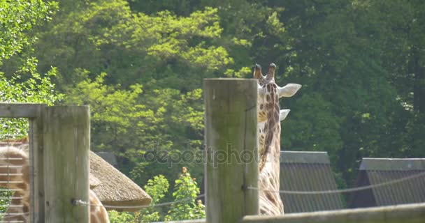 Giraffen spazieren durch die Koppel des Zoos schöne gefleckte pflanzenfressende Tiere Beobachtung der Tierwelt im Freien Zoologie Studium sonniger Tageslandschaft Natur — Stockvideo