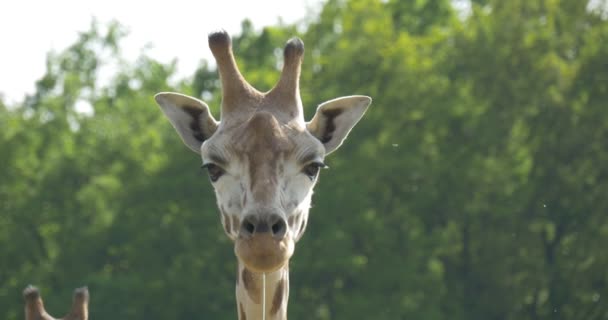 キリンの顔唾液の口動物の咀嚼動物園、屋外で風の強い晴れた風景自然野生動物草食性動物の観察から — ストック動画